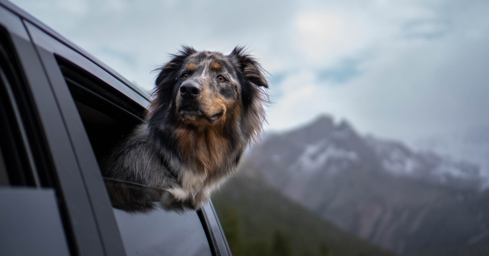 A merle-coated dog leans out a car window with mountains rising in the distance.