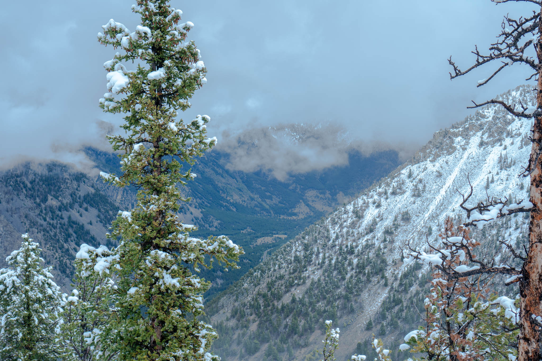 Snow clings to the branches of a pine tree in the foreground, with a cloud-wrapped mountain ridge behind it.