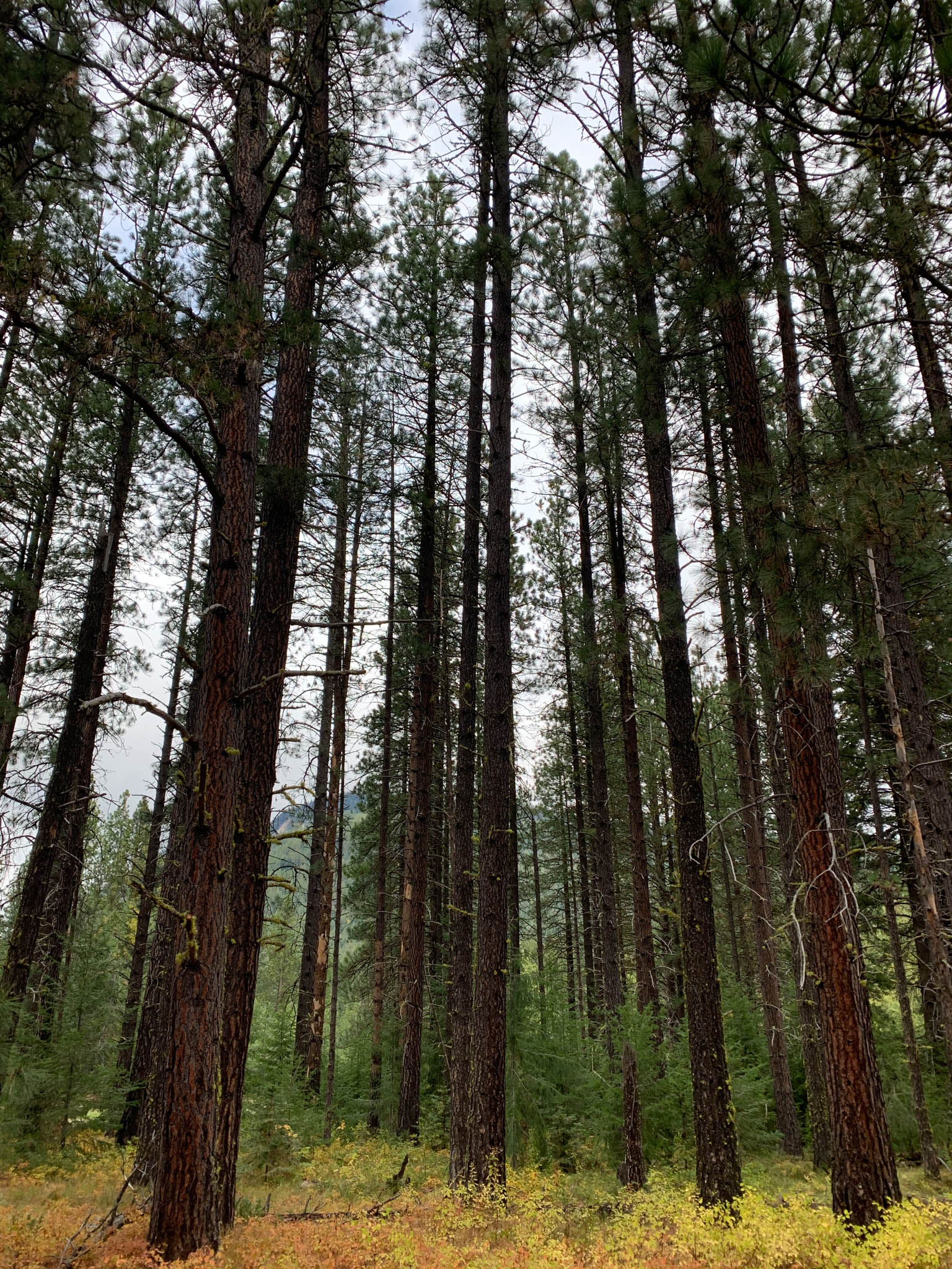 Rows of tall ponderosa pine trunks rise into a bright, overcast sky.