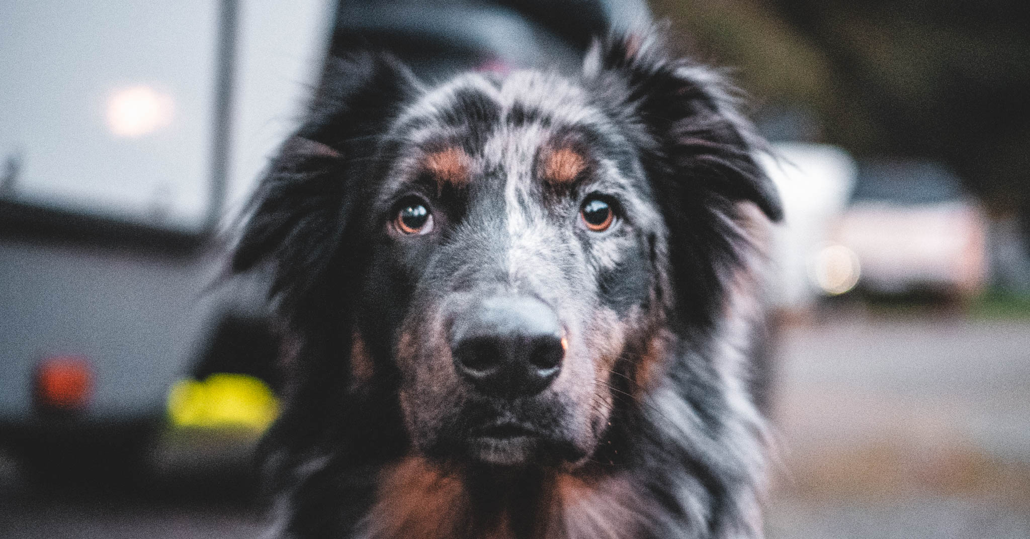 Close-up portrait of a shaggy merle-coated dog looking directly at the camera.